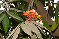 Thumbnail for version as of 07:04, 24 May 2013