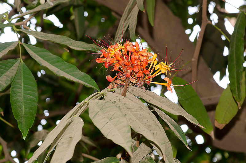 File:Flower-of-Sita-Ashok.jpg