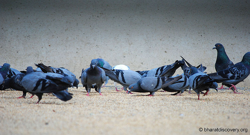 File:Pigeon-4.jpg