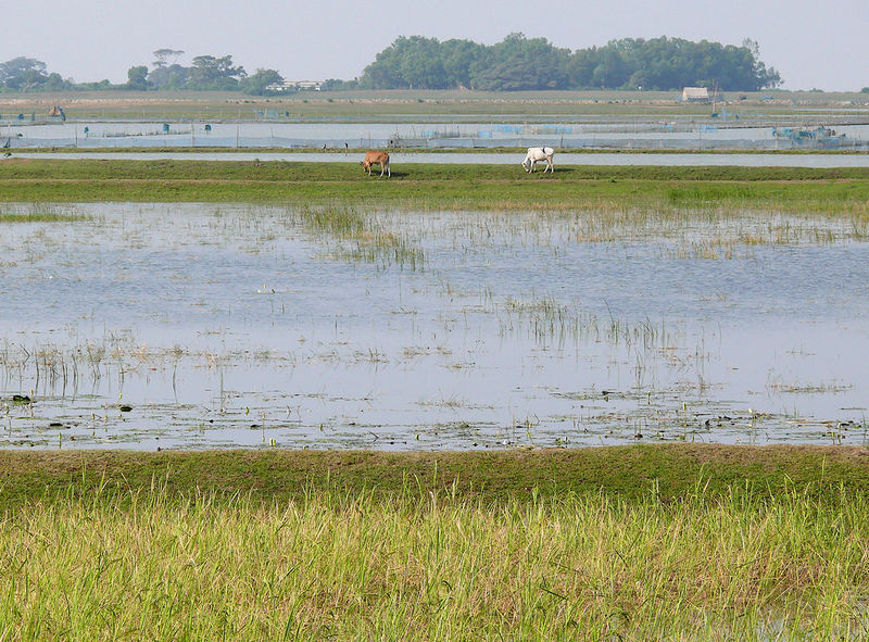 File:Chilika-Lake-6.jpg