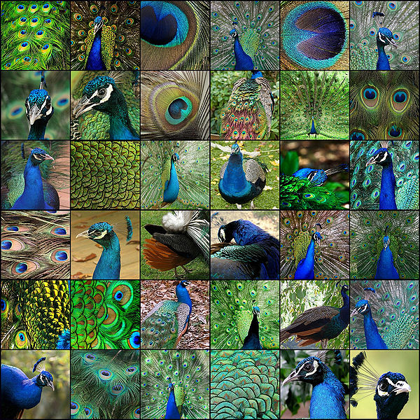 File:Peacock-colag.jpg