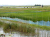 Chilika-Lake-9.jpg