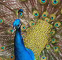 Peacock-02.jpg
