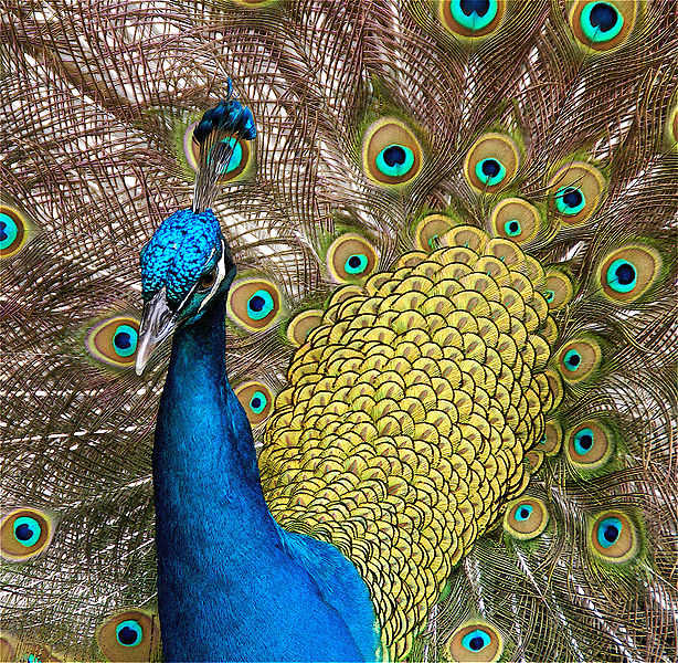 File:Peacock-02.jpg