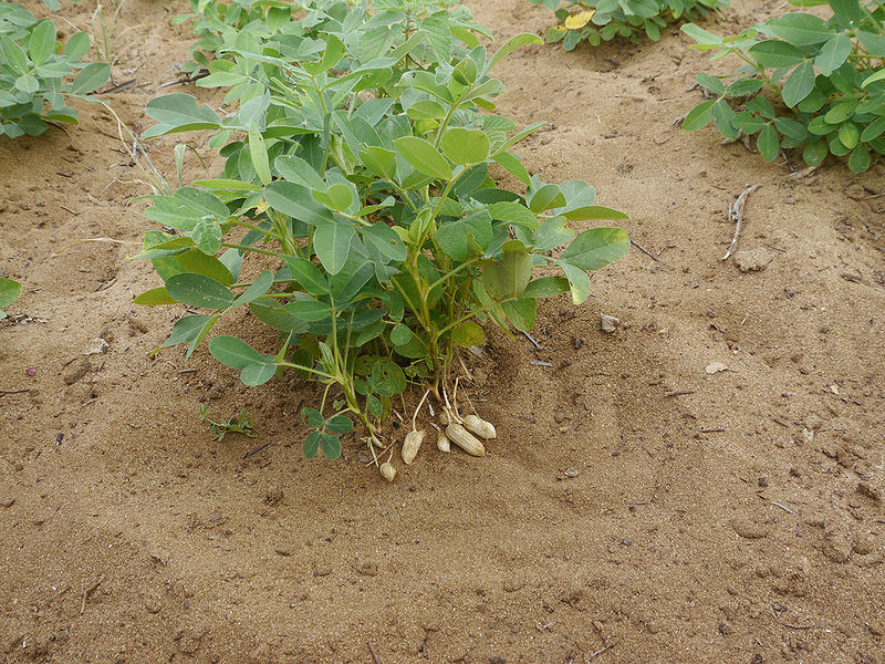 File:Peanut-Plant.jpg