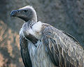 Thumbnail for version as of 07:58, 15 October 2011