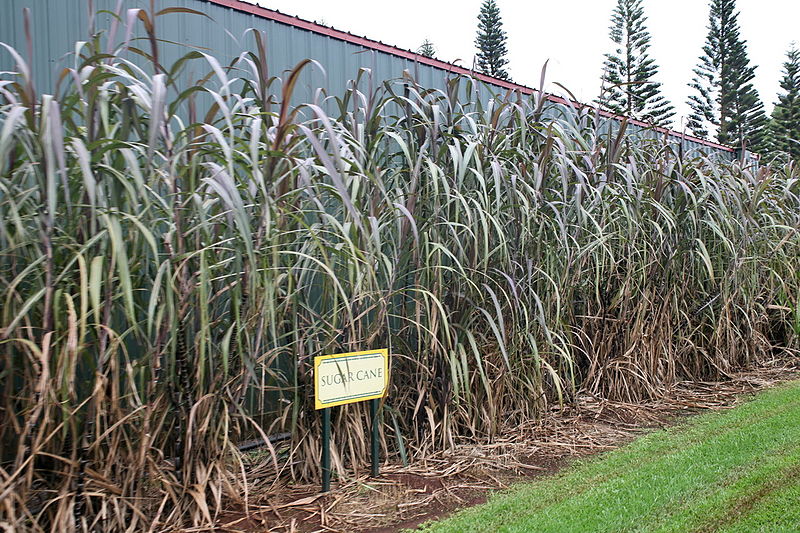 File:Sugarcane-3.jpg