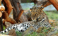 Leapord-Mysore-Zoo.jpg