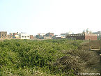निधिवन, वृन्दावन Nidhivan, Vrindavan