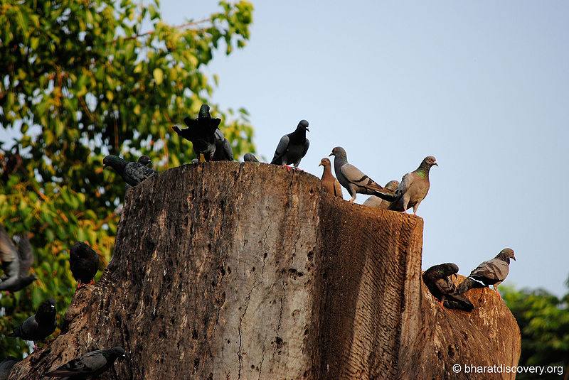 File:Pigeon-8.jpg