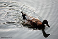 Thumbnail for version as of 07:33, 2 July 2011