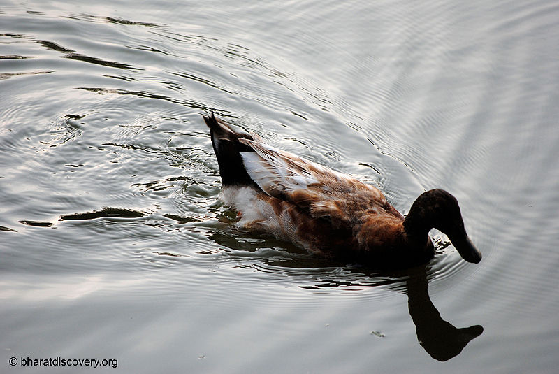 File:Duck-1.jpg