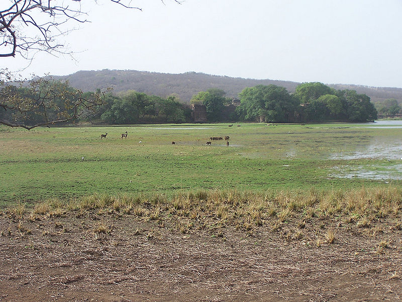 File:Ranthambore-National-Park.jpg