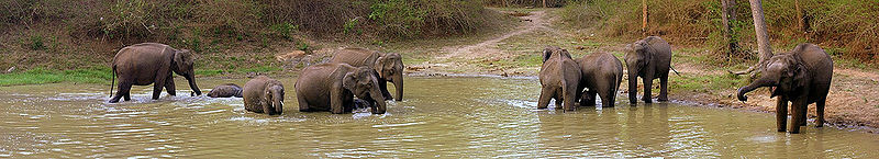 File:Elephants-Panorama.jpg