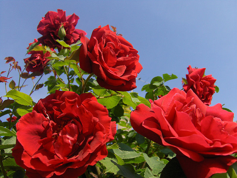File:Roses-1.jpg