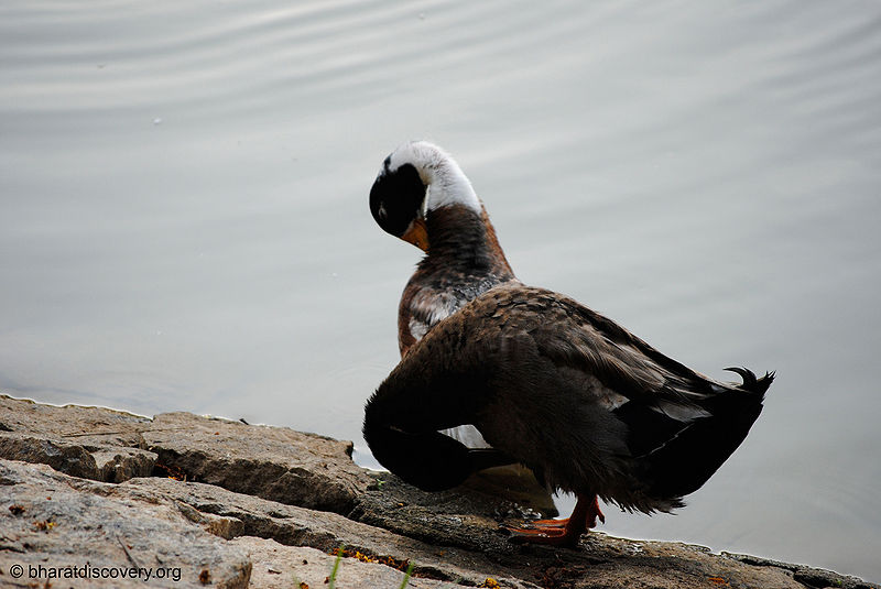 File:Duck.jpg