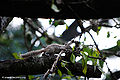 Thumbnail for version as of 07:49, 2 July 2011