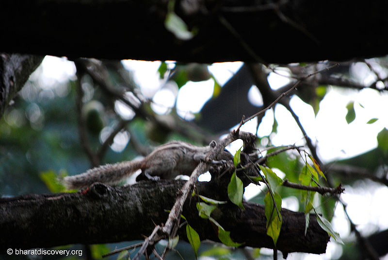File:Squirrel-1.jpg