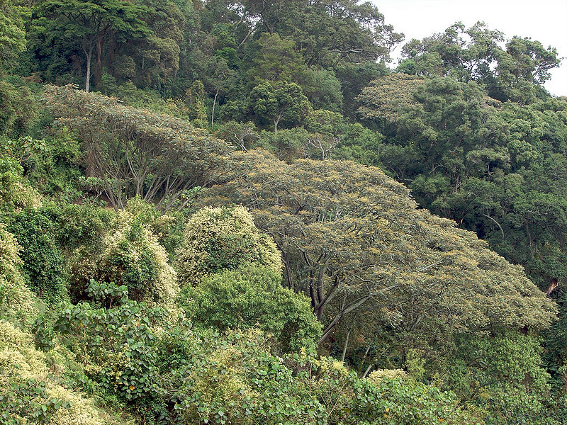 चित्र:Canopy-Forest-1.jpg
