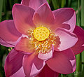 Thumbnail for version as of 08:25, 27 October 2011