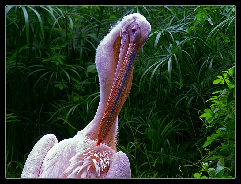 File:Pelican.jpg