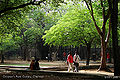 Thumbnail for version as of 12:26, 12 June 2012