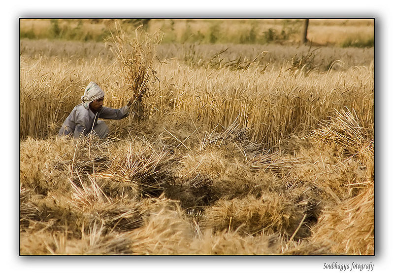 File:Farmer-Cuts-The-Wheat-Crop.jpg