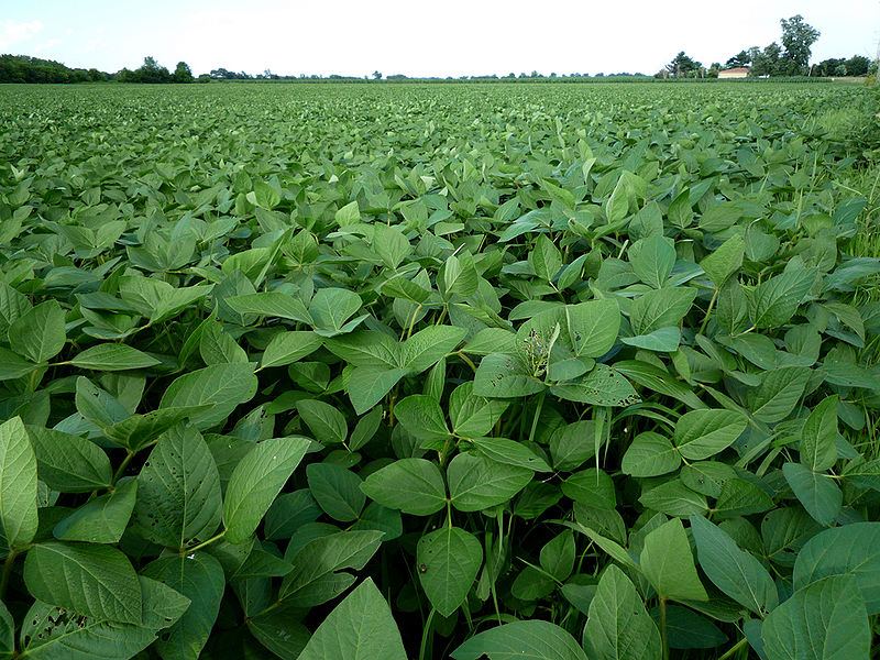 File:Soybean-Field-1.jpg