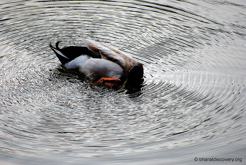 File:Duck-4.jpg
