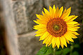 Thumbnail for version as of 11:26, 19 November 2011