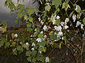 Thumbnail for version as of 08:18, 19 July 2012