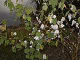 Cotton-Plant-1.jpg