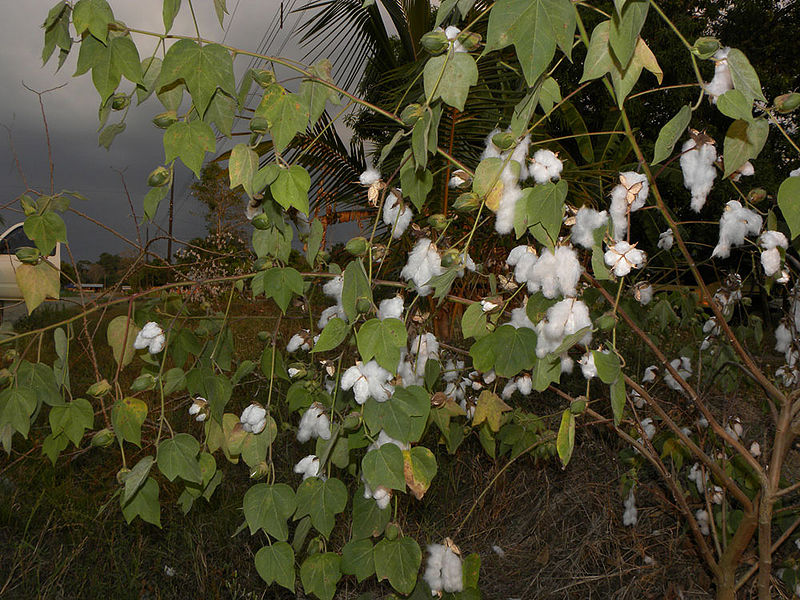 File:Cotton-Plant-1.jpg