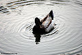 Thumbnail for version as of 07:33, 2 July 2011