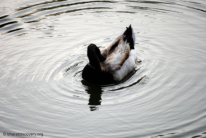 File:Duck-5.jpg