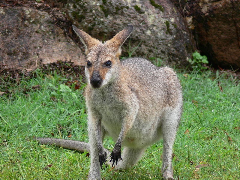 File:Kangaroo.jpg