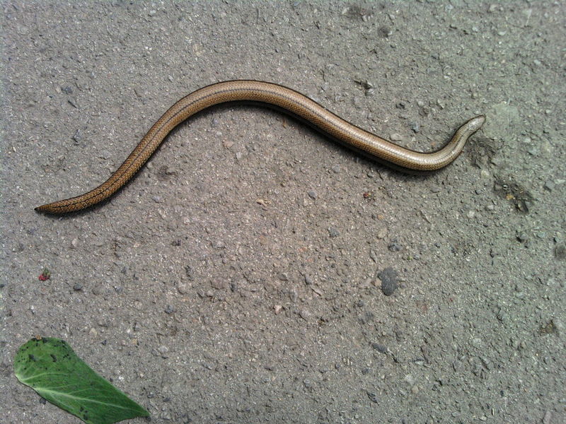 File:Slow-Worm.jpg