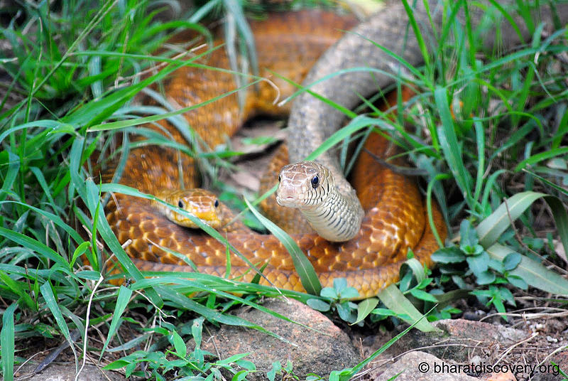 File:Snake.jpg