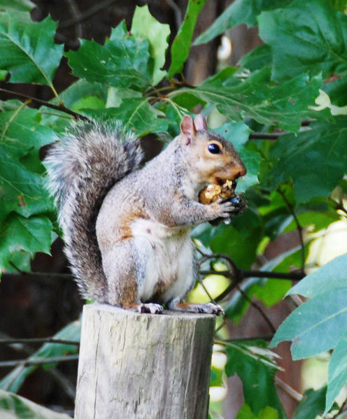 File:Squirrel-01.jpg