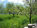 Apple-Garden.jpg
