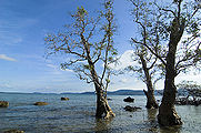 Seas-And-Trees-Andamans.jpg