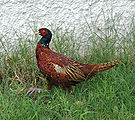 Pheasant-2.jpg