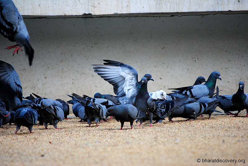 File:Pigeon-6.jpg