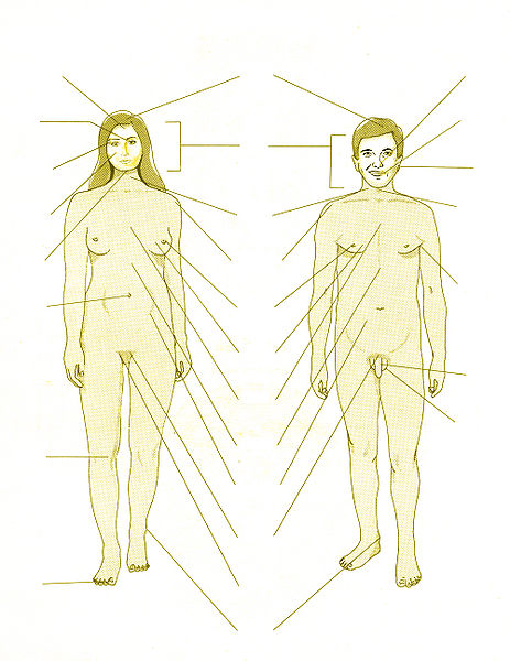 चित्र:Human-Body-Organ.jpg