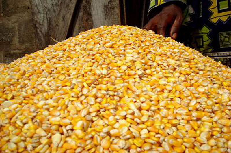 File:Maize-Grains.jpg
