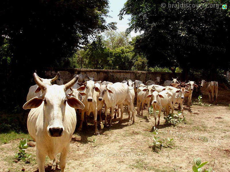 File:Cows-mathura.jpg