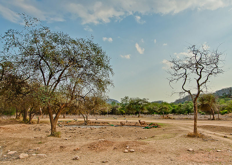 चित्र:Sariska-Alwar-4.jpg