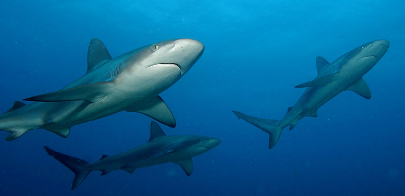 चित्र:Shark-2.jpg