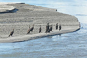 Brahmaputra-River-1.jpg