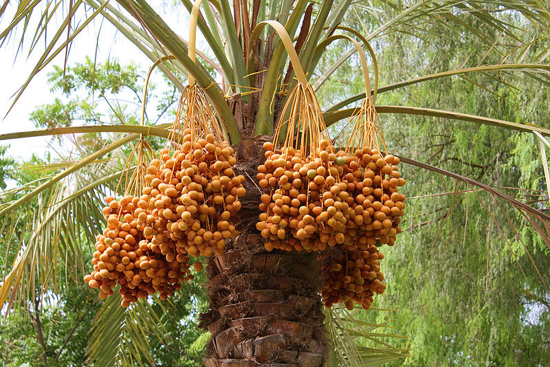 File:Date-Tree-1.jpg